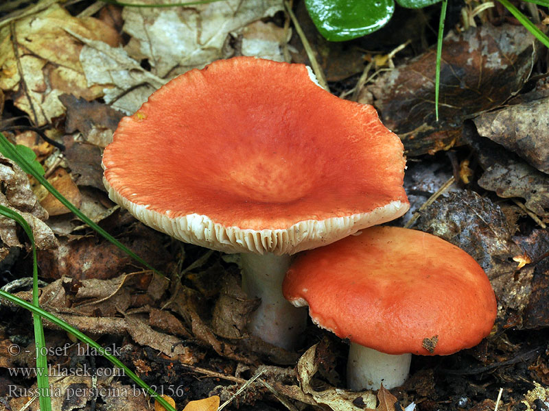 Russula persicina Holubinka broskvová