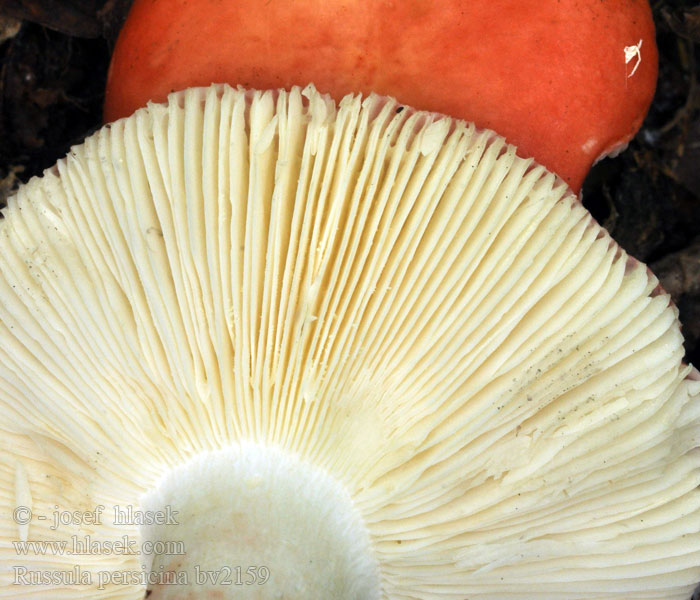 Schwachfleckende Täubling Kruipwilgrussula Persikekremla