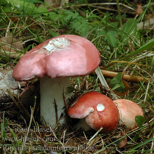 Russula pseudointegra al9068