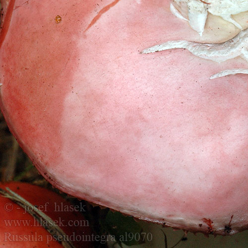 Russula pseudointegra al9070