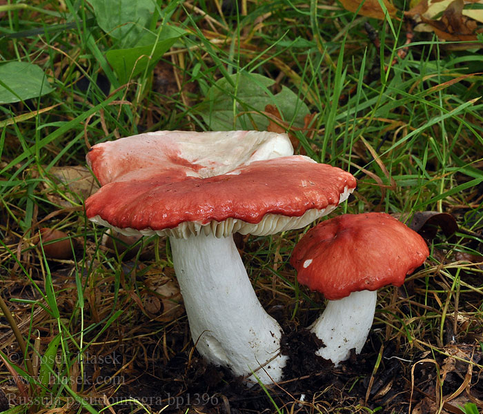 Russula_pseudointegra_bp1396