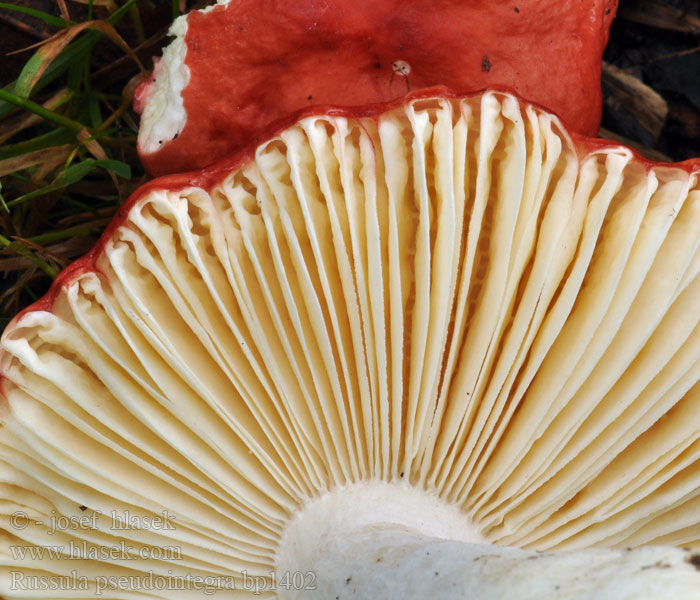 Russula_pseudointegra_bp1402