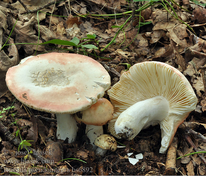 シュイロハツ Grenkobna golobica Сироїжка рум'яна Russula pseudointegra