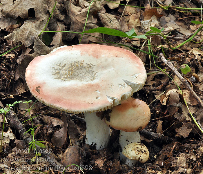 Russula pseudointegra Holubinka ruměná