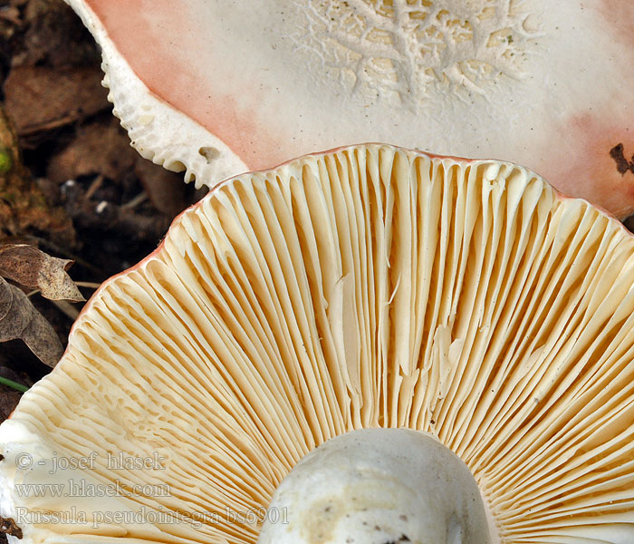 Russula pseudointegra Scarlet Brittlegill
