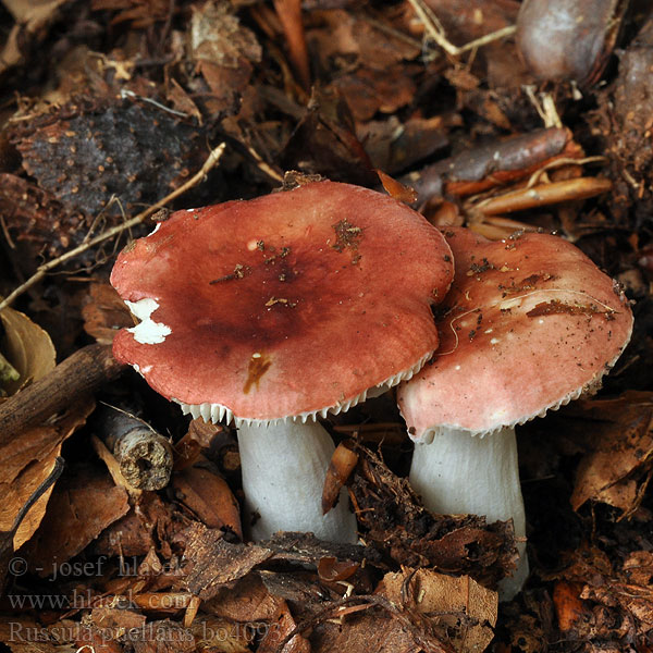 Russula puellaris Holubinka dívčí Yellowing Brittlegill Tyttöhapero