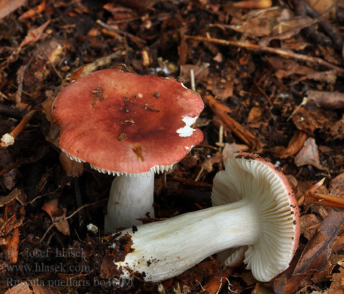 Russula_puellaris_bo4099