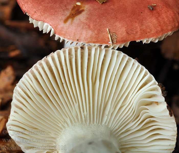 Russula_puellaris_bo4101