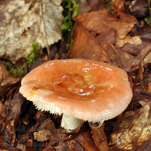 Russula puellula bh7388