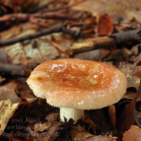 Russula puellula Buchen-Zwerg-Täubling