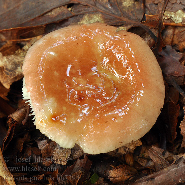 Russula puellula bh7394