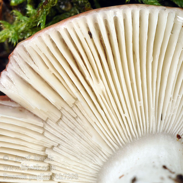 Russula puellula Plávka šípkovočervená