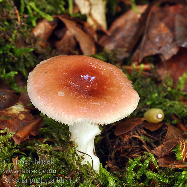 Russula puellula Gulnende Skørhat