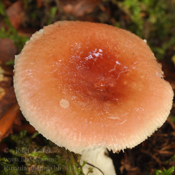 Russula puellula Småkremla