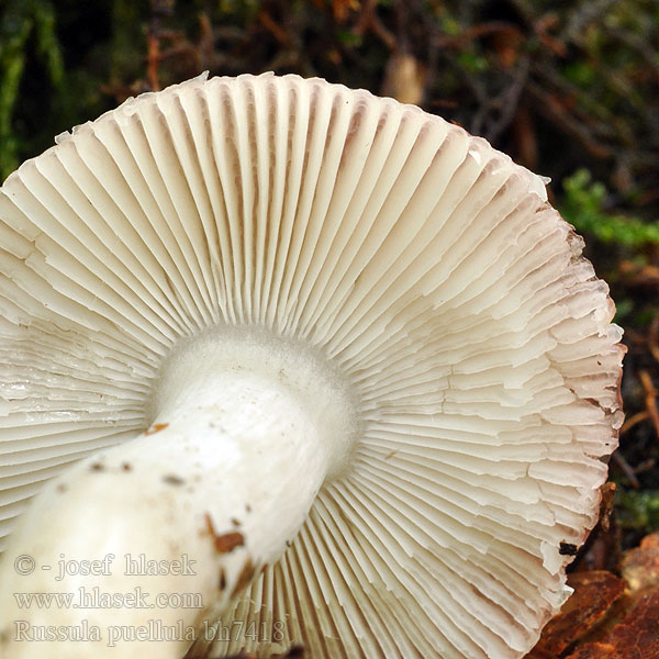 Holubinka dceruščina Russula puellula