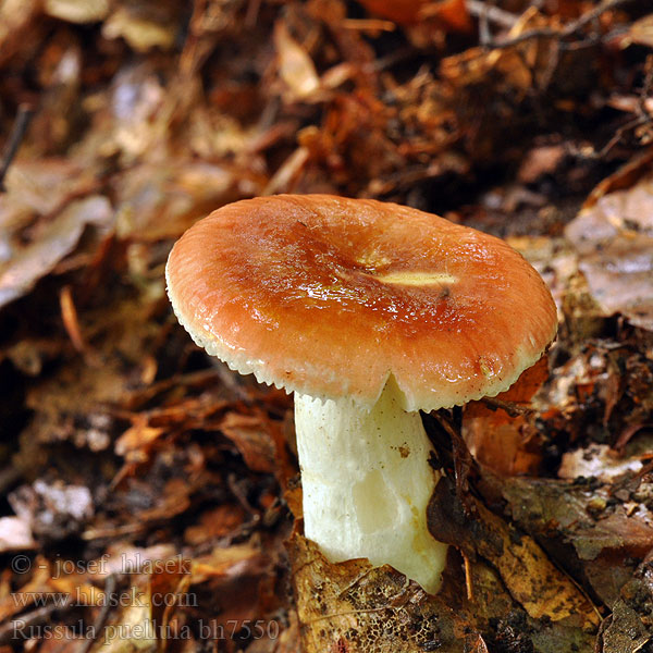 Buchen-Zwerg-Täubling Russula puellula