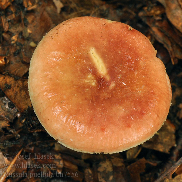 Russula puellula bh7556