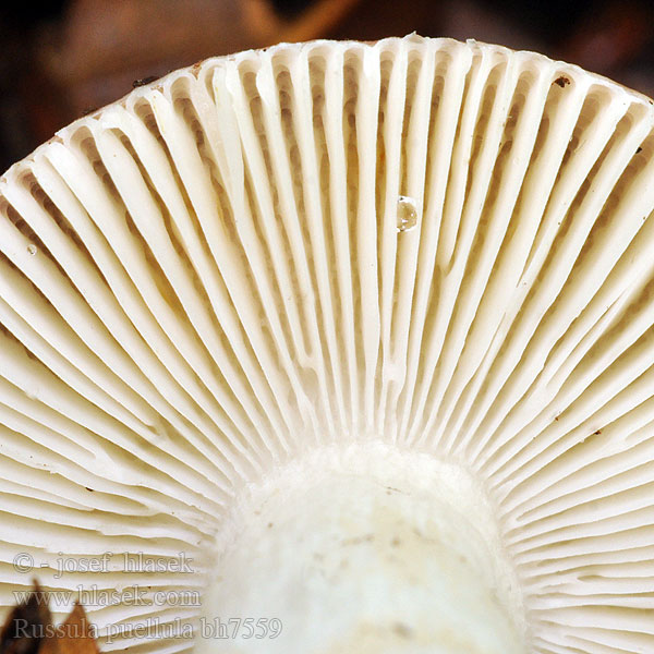 Plávka šípkovočervená Russula puellula