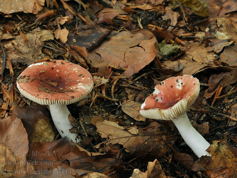 Gulnende Skørhat Russula puellula