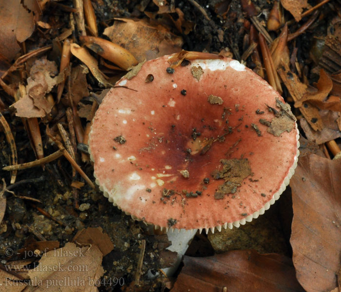 Småkremla Russula puellula