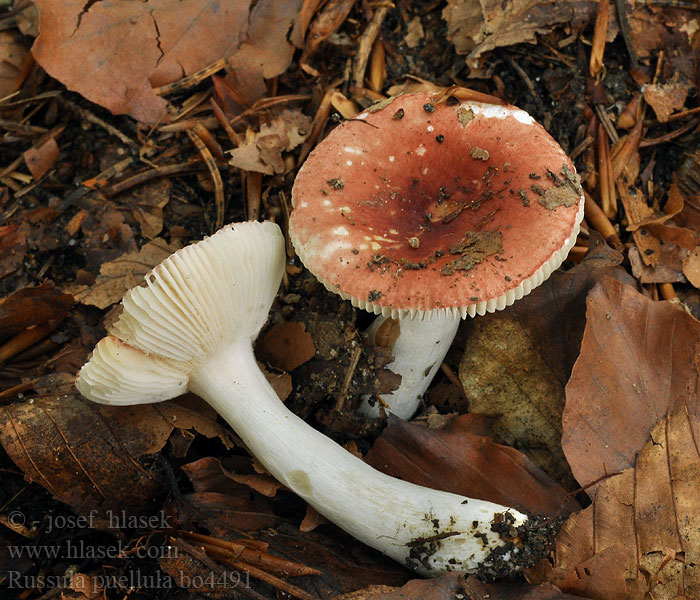 Russula_puellula_bo4491