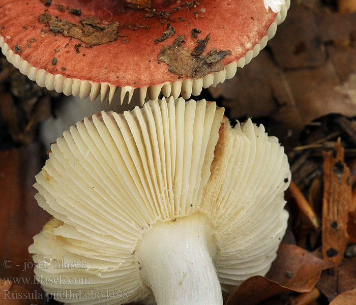 Russula_puellula_bo4498