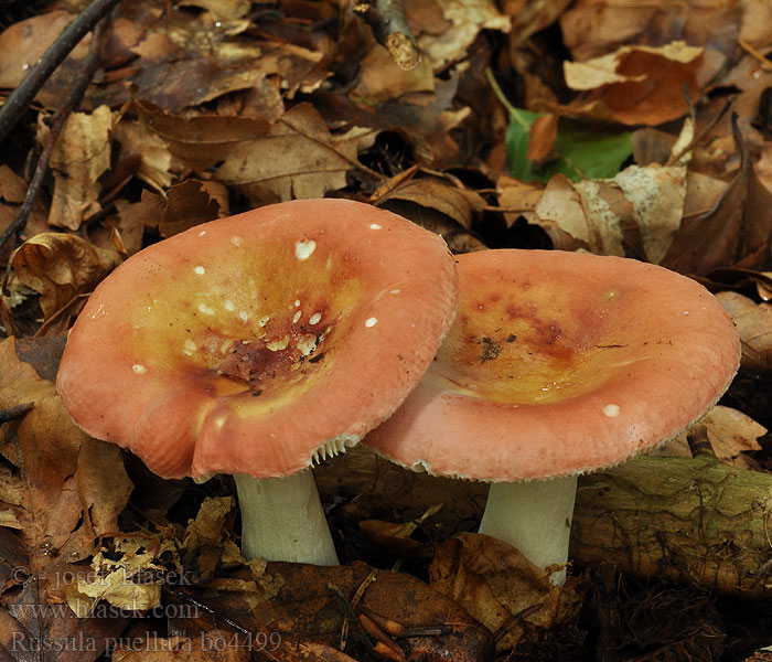 Milde braakrussula