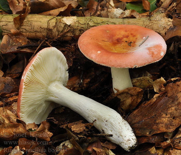 Russula_puellula_bo4503