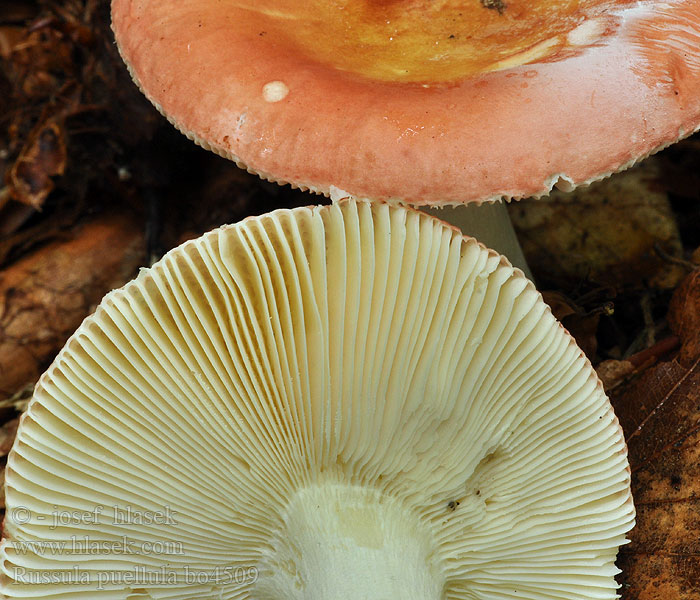 Russula_puellula_bo4509