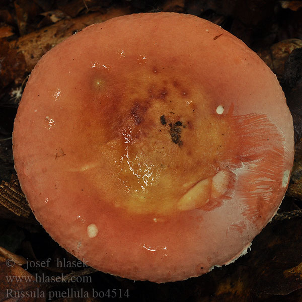 Russula_puellula_bo4514