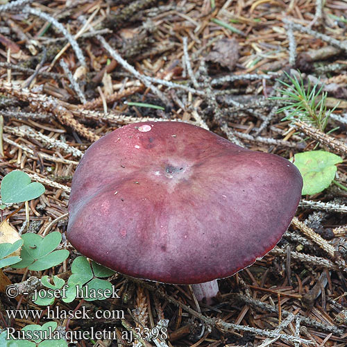 Russula queletii Holubinka Quéletova Plávka Quéletová