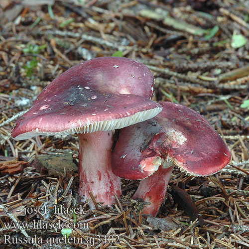 Russula queletii aj3402