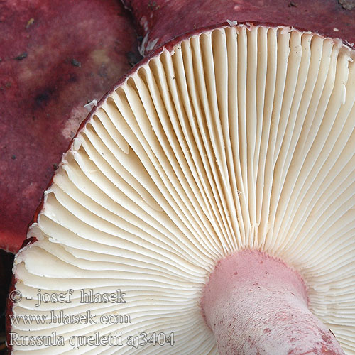 Russula queletii aj3404