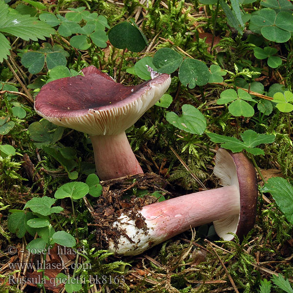 Stachelbeertäubling Stachelbeer-Täubling Purperrode russula