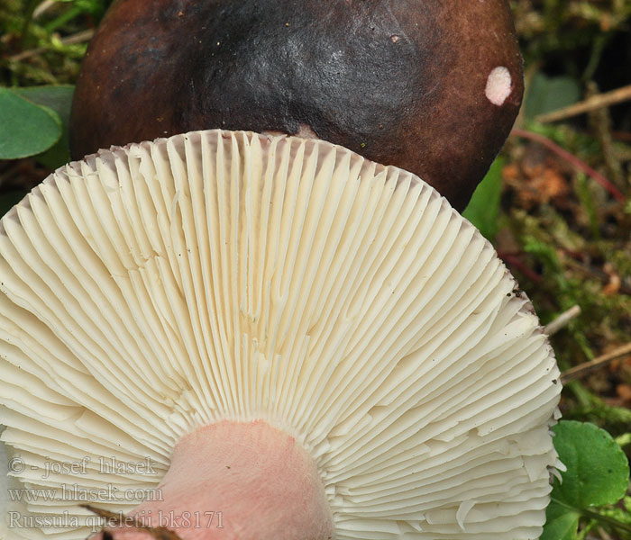 Russula_queletii_bk8171