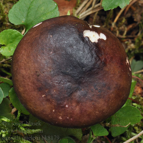 Russula queletii Holubinka Quéletova Krusbärskremla