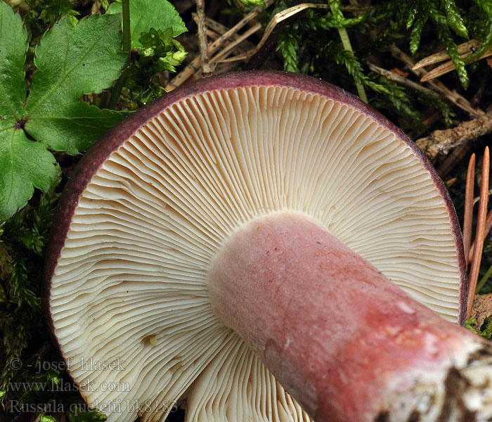 Russula queletii Plávka Quéletová Gołąbek agrestowy Queleta