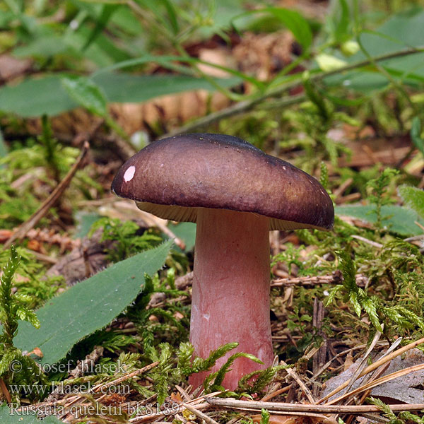 Russula queletii Quélets skørhat Russule Quélet