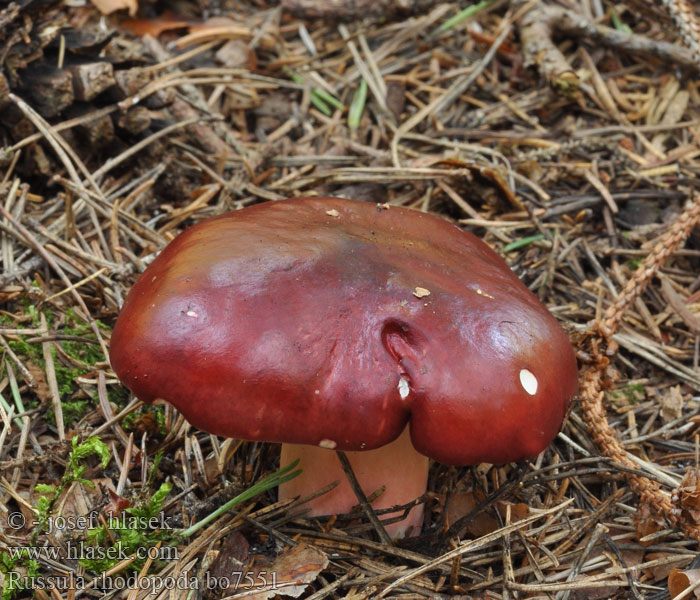 Russula rhodopoda Holubinka rudonohá Flammenstiel-Täubling