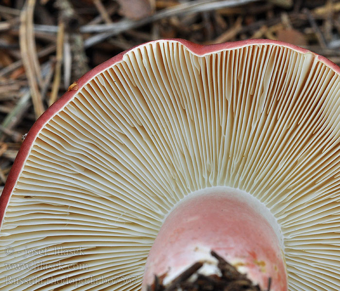 Lakskørhat Lackkremla Punajalkahapero Russula rhodopoda