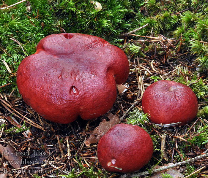 Russula rhodopus rhodopoda Russule à pied rouge Lakkremle