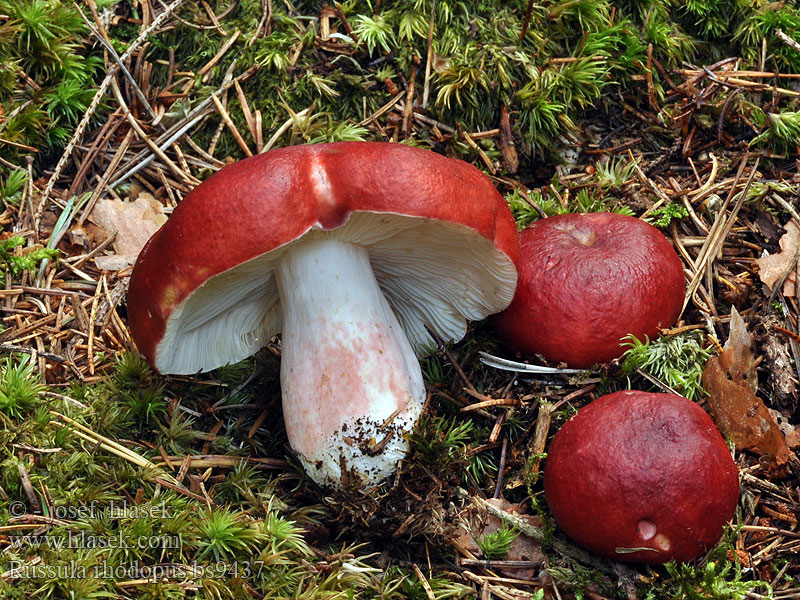 Russula rhodopus Holubinka rudonohá Сыроежка розовоногая