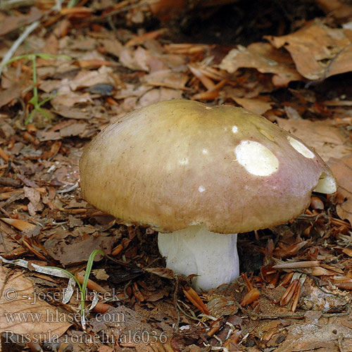 Russula romellii Holubinka Romellova Geelplaatregenboogrussula