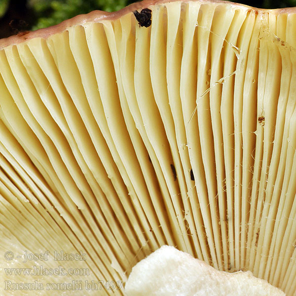 Plávka Romellova Russula romellii Holubinka Romellova