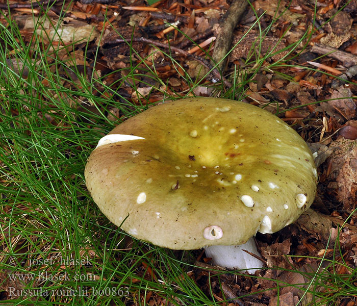 Russula romellii Holubinka Romellova