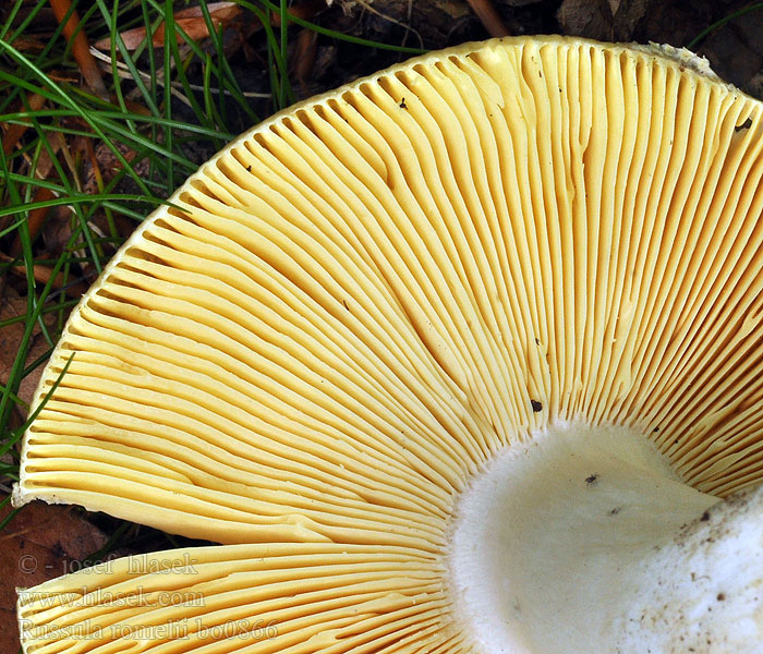 Russula romellii Geelplaatregenboogrussula