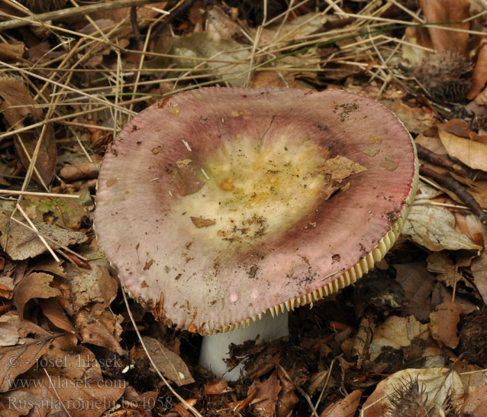 Russula romellii Romells skørhat