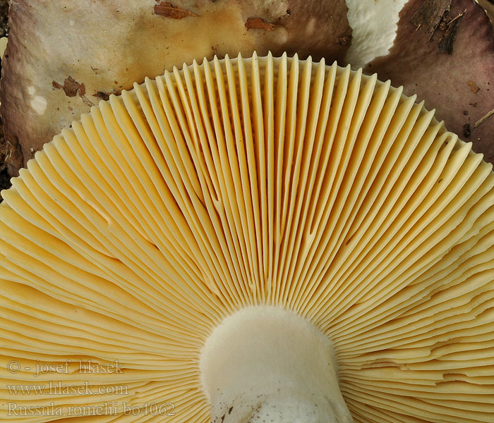 Russula romellii Hvitstilket lærkremle