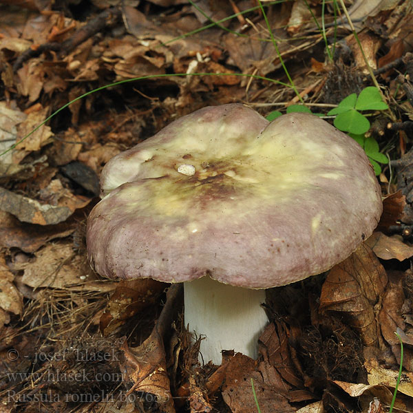 Russula romellii Gołąbek Romella