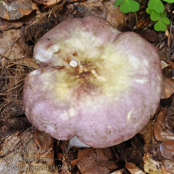 Russula romellii Mångfärgad kremla